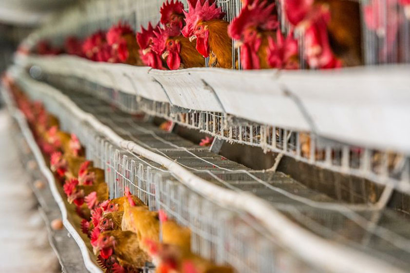 工業(yè)大風扇在雞舍的應用 養(yǎng)殖場大吊扇工程