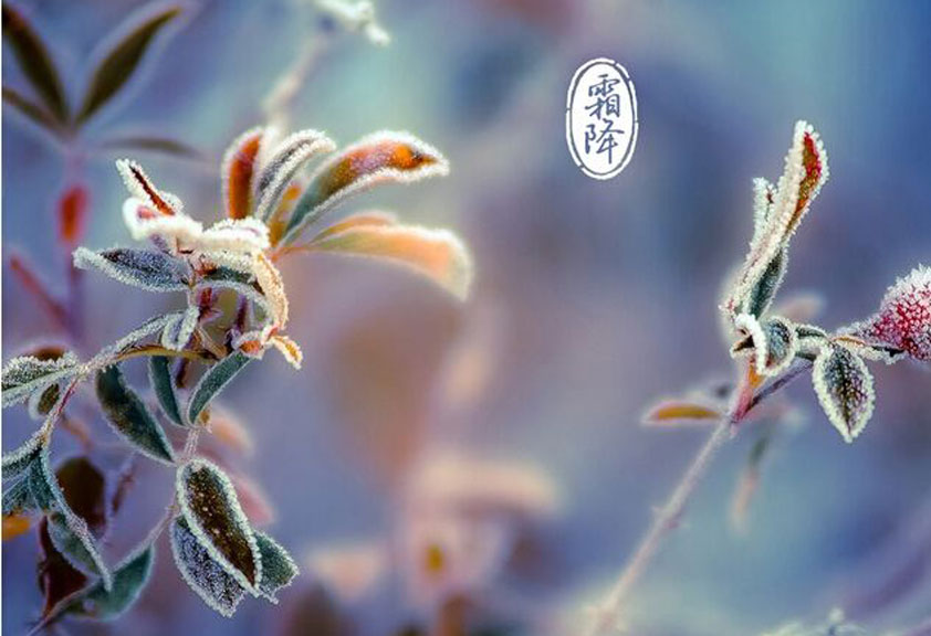  秋意濃、寒氣重、霜降至、重陽到